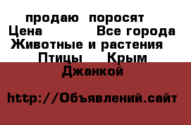 продаю  поросят  › Цена ­ 1 000 - Все города Животные и растения » Птицы   . Крым,Джанкой